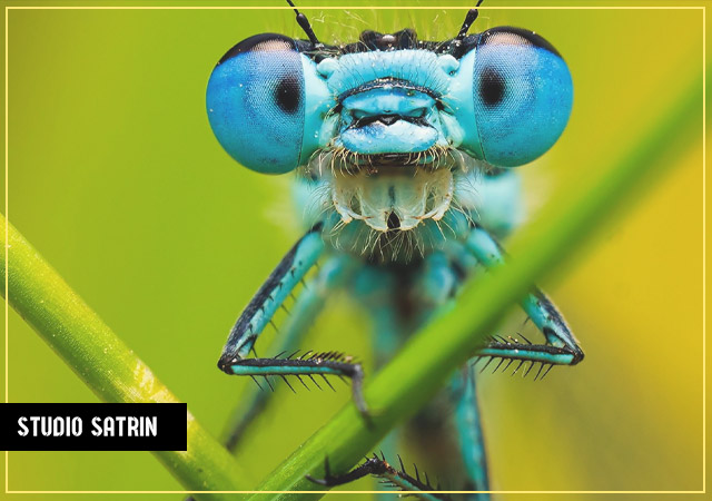 عکاسی با انواع لنز ماکرو دوربین از حشرات